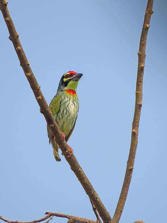 Free stock image of Copper Smith Barbet created by sylvester alphonso