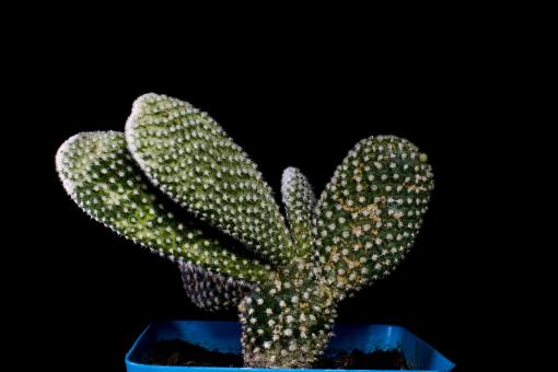 Cactus Macro