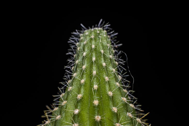 Free stock image of Cactus Macro created by Photostockeditor