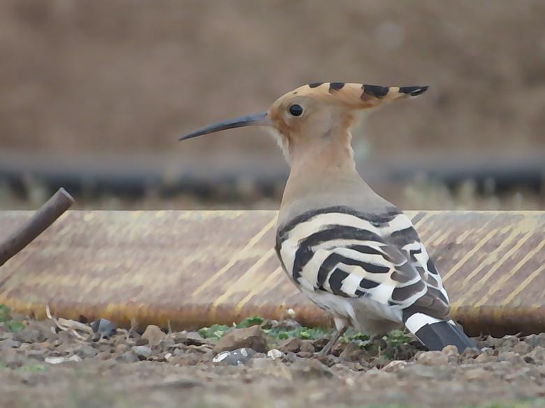 Free stock image of Common Hoopoe created by sylvester alphonso