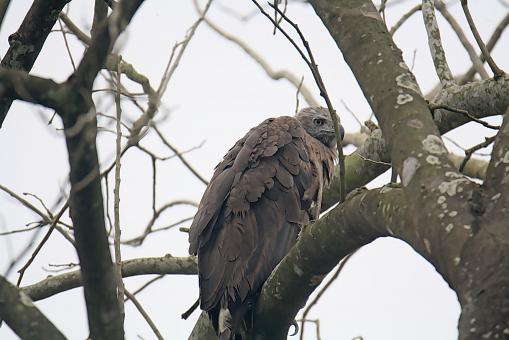 Grey Head Fish Eagle
