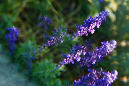 Lavender Sage 