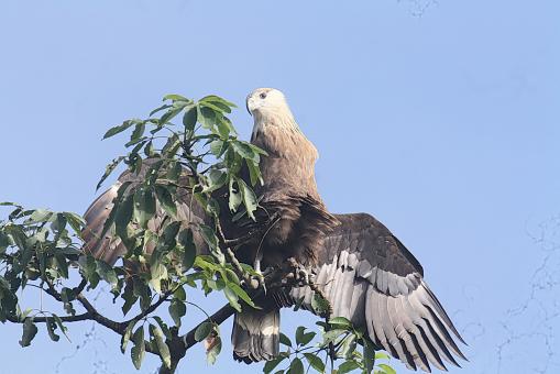 Palas Fish Eagle