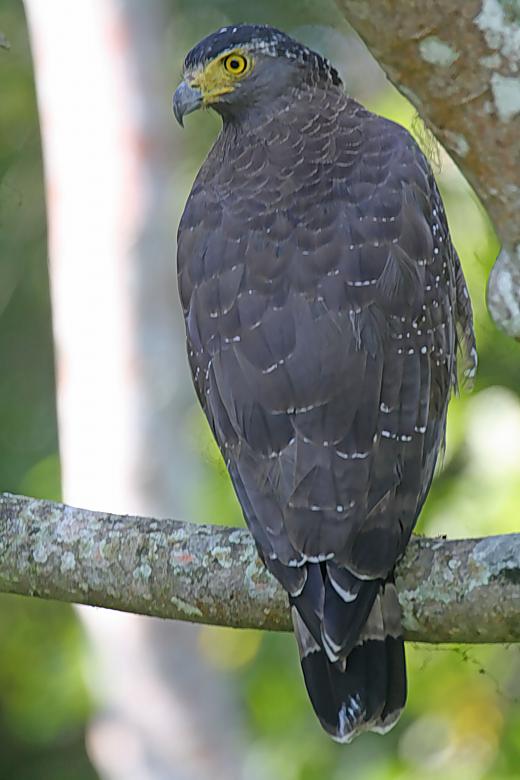 Free stock image of Crested Serpent Eagle created by sylvester alphonso