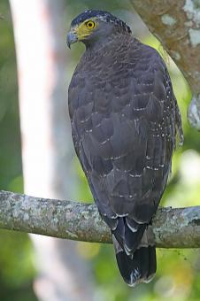 Crested Serpent Eagle