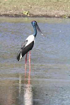 Black Neck Stork