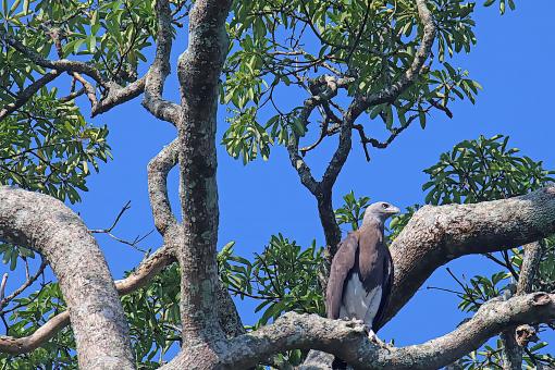 Grey head fish eagle
