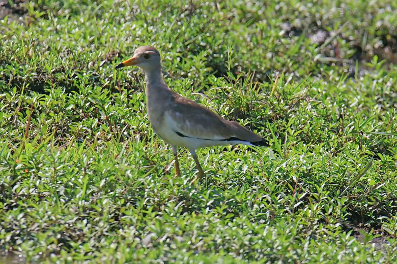 Free stock image of Grey Head Lapwing created by sylvester alphonso