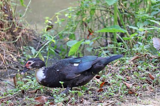 Muscovy Duck