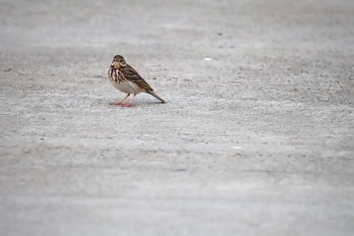 Blitz Pipit