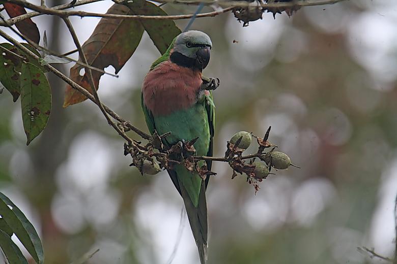 Free stock image of Red Breasted Parakeet created by sylvester alphonso