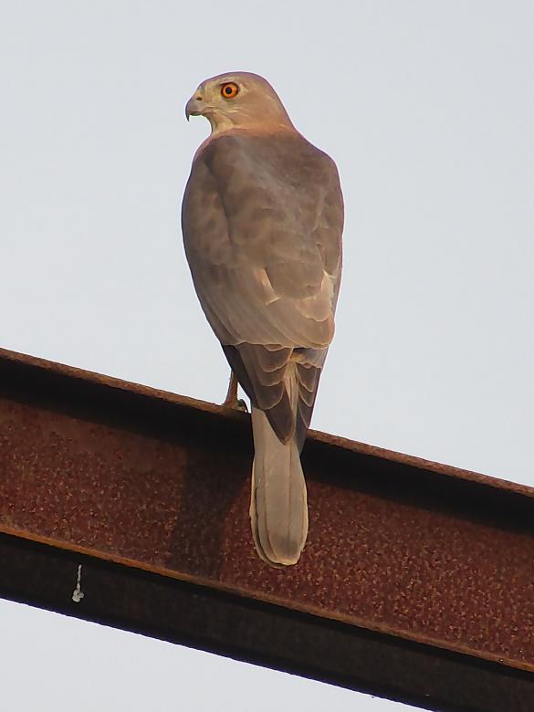 Free stock image of Shikra created by sylvester alphonso