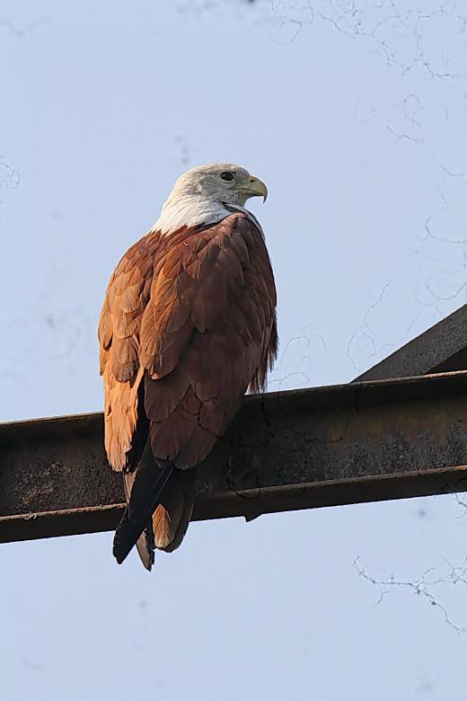 Free stock image of Brahminy Kite created by sylvester alphonso