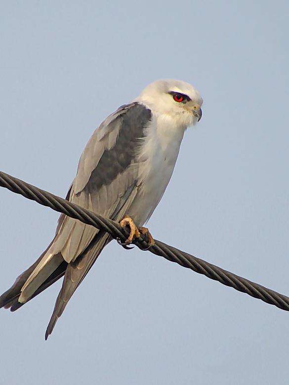 Free stock image of Black Winged Kite created by sylvester alphonso
