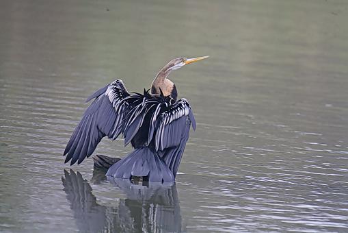 Darter