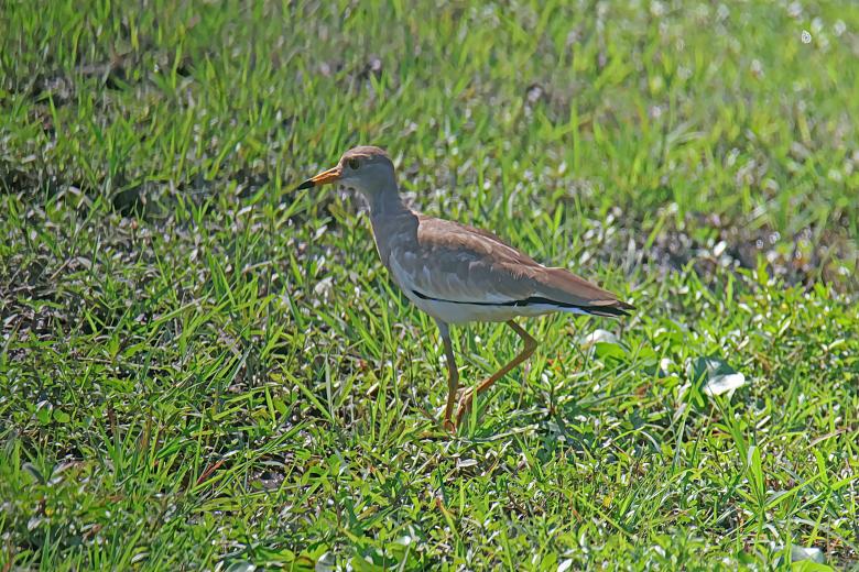 Free stock image of Grey Head Lapwing created by sylvester alphonso