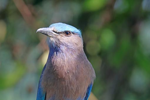 Indian Roller