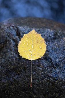 Fall leaf - Free Stock Photo