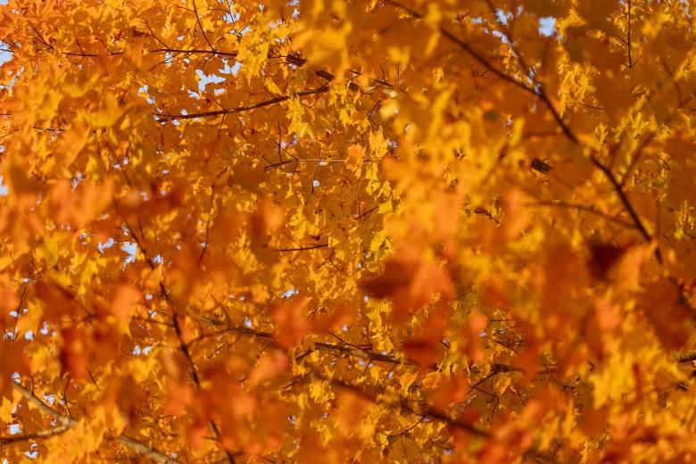 Free stock image of Bright Autumn Foliage created by Free Nature Stock
