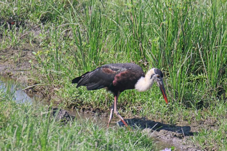 Free stock image of Wooly Neck Stork created by sylvester alphonso