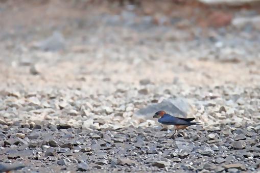 Red Rumped Swallow
