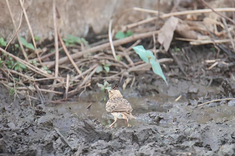 Free stock image of Crested Lark created by sylvester alphonso