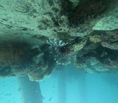 Lionfish Camouflaged Among Coral Rocks in Ocean