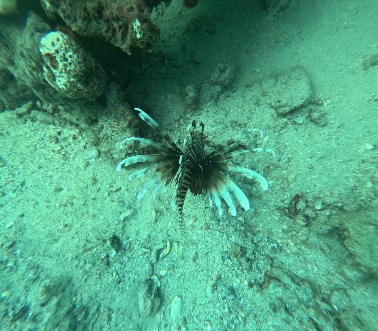 Free stock image of Lionfish Resting on Sandy Ocean Floor Overhead View created by Giridharan Sekeran