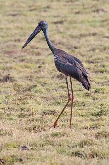 black neck stork