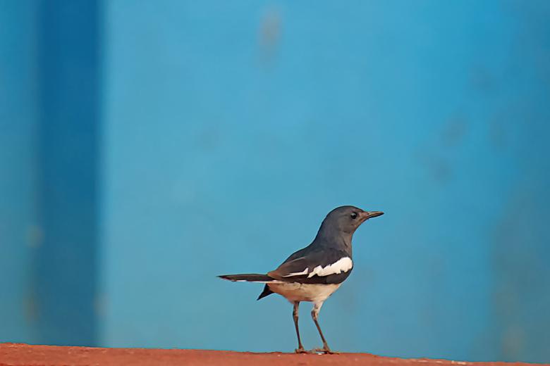 Free stock image of Oriental Magpie Robin created by sylvester alphonso
