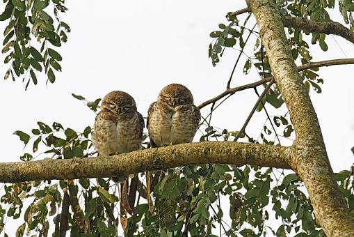 Spotted Owlet