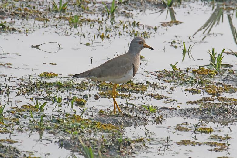 Free stock image of Grey Headed Lapwing created by sylvester alphonso
