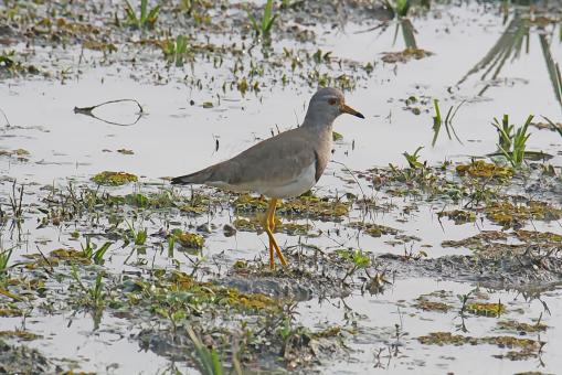 Grey Headed Lapwing