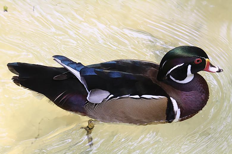 Free stock image of Wood Duck created by sylvester alphonso